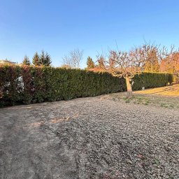 Wycinka drzew Kazimierza Wielka 2