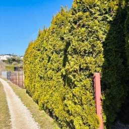 Wycinka drzew Kazimierza Wielka 3