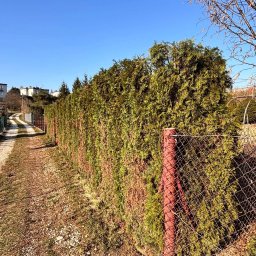 Wycinka drzew Kazimierza Wielka 4