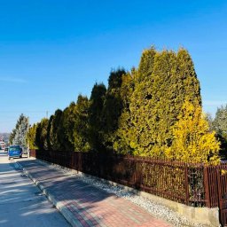 EcoTech - Rząd wysokich, gęstych tuj wzdłuż brązowego ogrodzenia, z chodnikiem z czerwonej kostki brukowej i błękitnym niebem w tle. Jedna tuja ma wyraźnie żółty odcień.