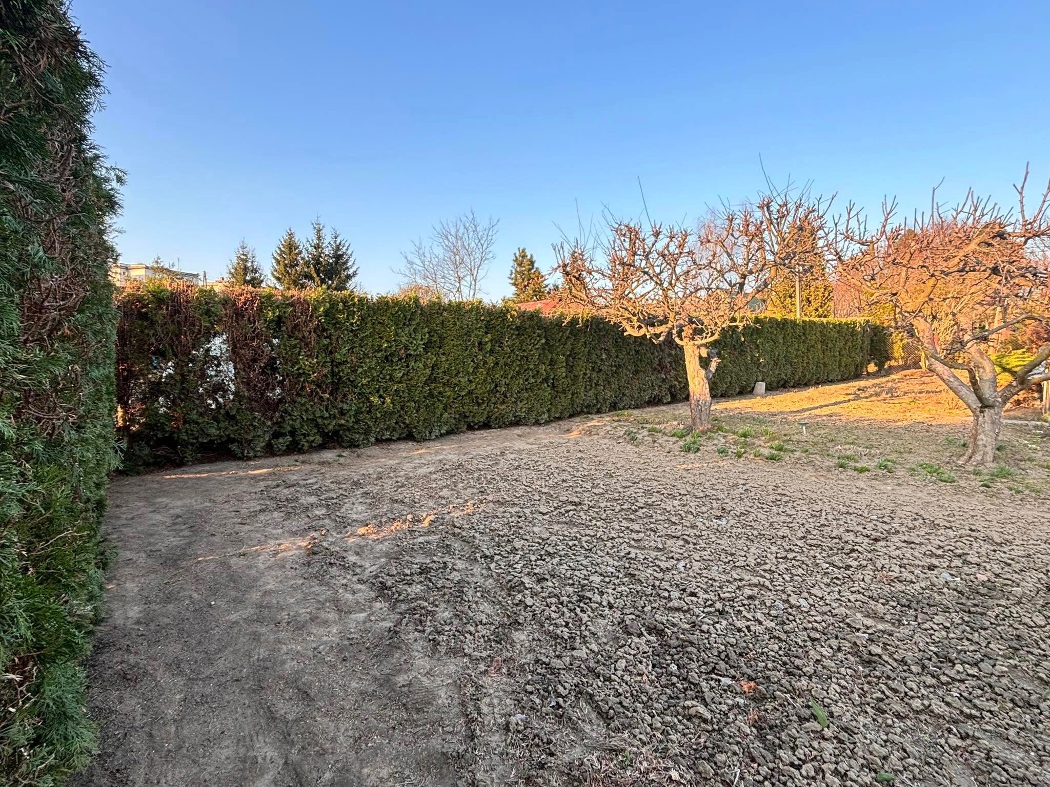 Długi, równo przycięty żywopłot z tui, oddzielający ogród od sąsiedniej posesji. Na pierwszym planie przygotowana gleba pod nasadzenia. Dwa drzewa owocowe bez liści.