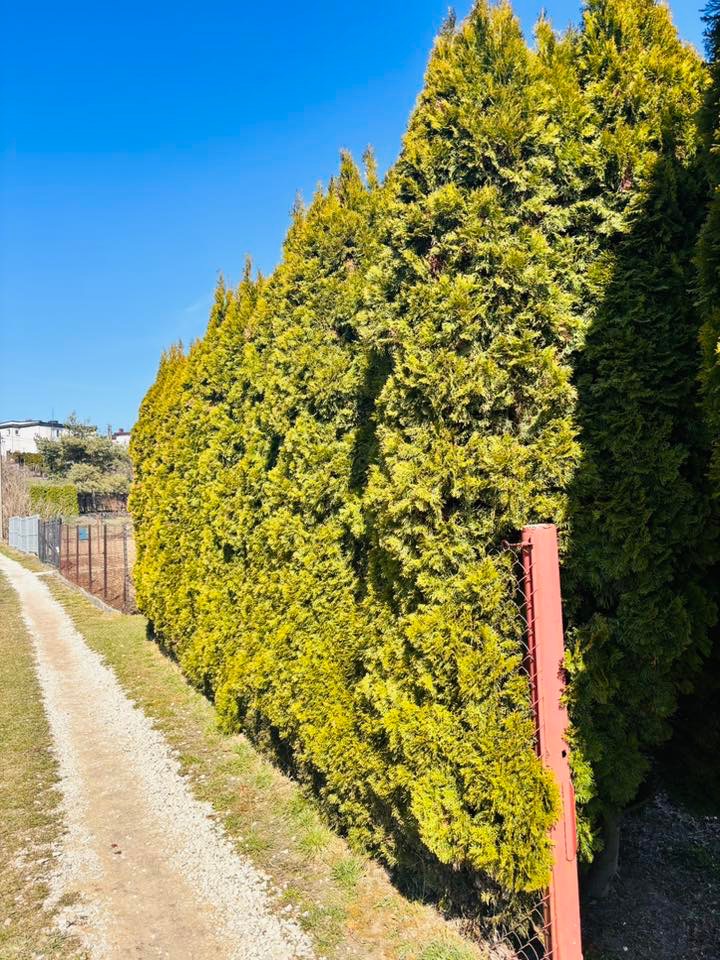 Równy szpaler wysokich, gęstych tuj, tworzących naturalny żywopłot wzdłuż żwirowej ścieżki, w słoneczny dzień. Czerwony słupek ogrodzenia na pierwszym planie.