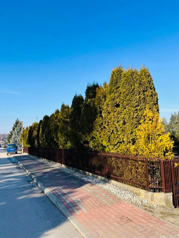 Rząd wysokich, gęstych tuj wzdłuż brązowego ogrodzenia, z chodnikiem z czerwonej kostki brukowej i błękitnym niebem w tle. Jedna tuja ma wyraźnie żółty odcień.