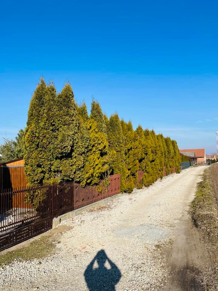 Rząd regularnie posadzonych, wysokich tuj wzdłuż brązowego ogrodzenia, oddzielających posesję od żwirowej drogi pod błękitnym niebem. Cień osoby w dolnej części kadru.