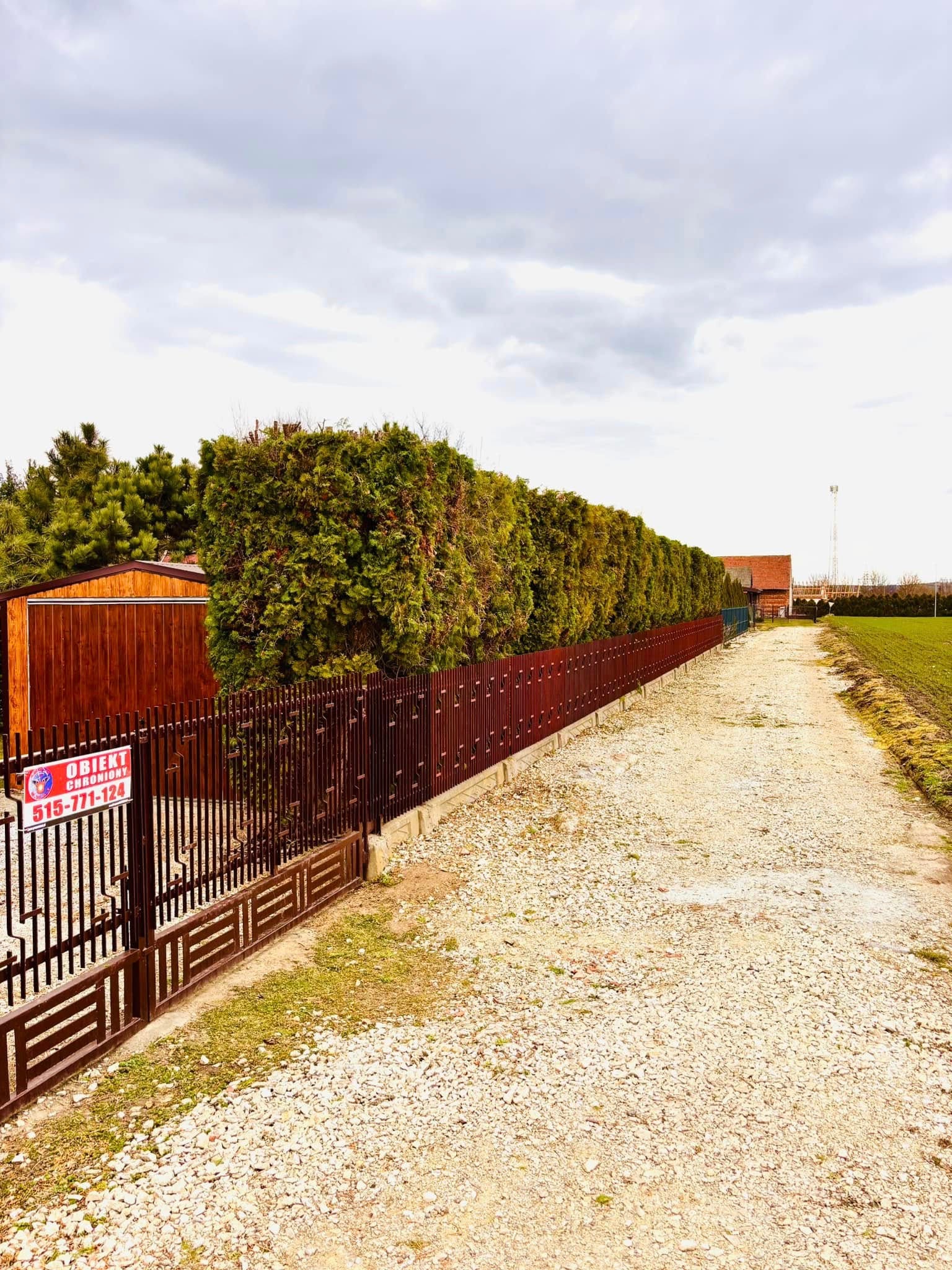 Długa, równo przycięta ściana z tui wzdłuż brązowego ogrodzenia, prowadząca w głąb posesji. Po prawej pole, w tle budynki i pochmurne niebo.