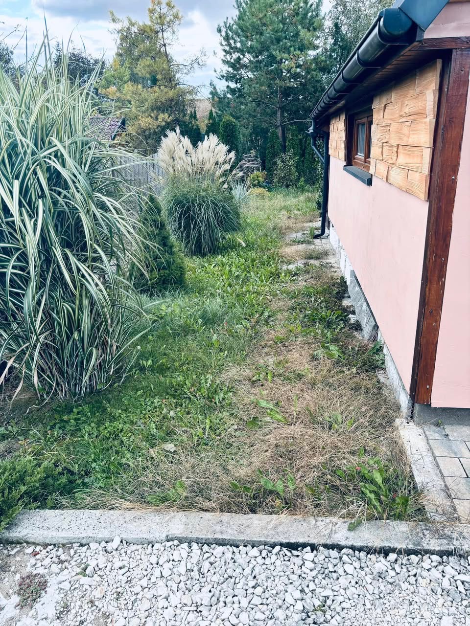 Zarośnięty trawnik przy budynku z ozdobnymi trawami, wymagający pielęgnacji. Widoczne kamienie i betonowe obrzeże.