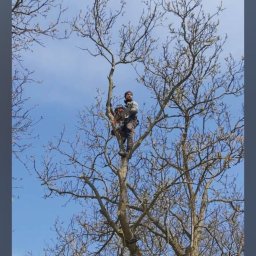 Arborystyczna wycinka sekcyjna drzew z opuszczaniem urobku