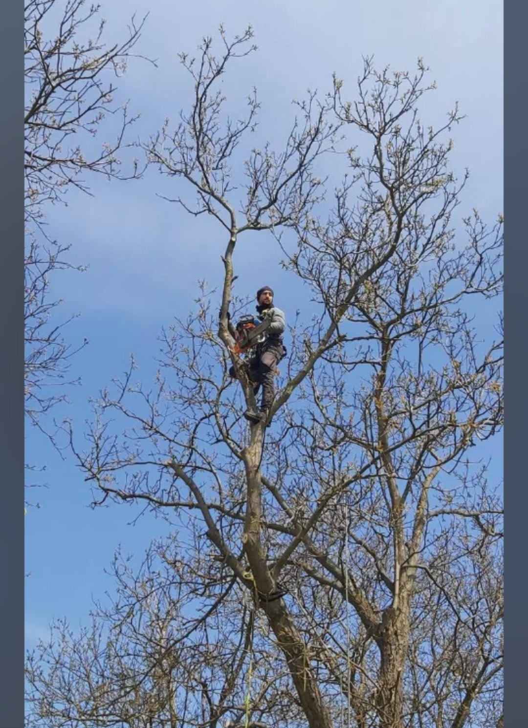 Arborystyczna wycinka sekcyjna drzew z opuszczaniem urobku