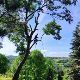 NTS - Usuwanie Drzew Wiśniowa