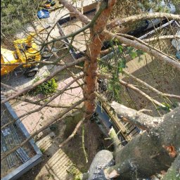 Wycinka drzew Wiśniowa 1