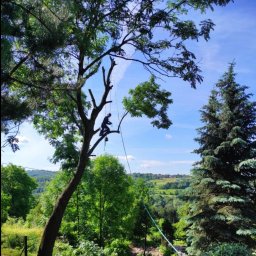 Wycinka drzew Wiśniowa 3