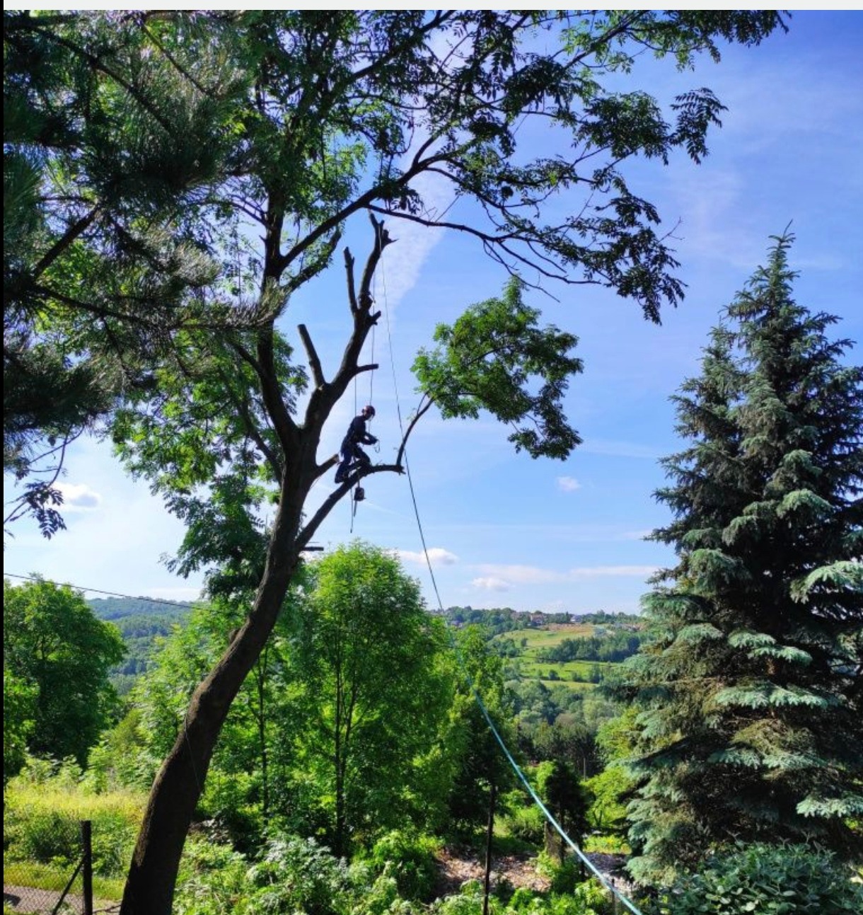 Arborysta w uprzęży, na tle błękitnego nieba, przycina gałęzie drzewa. W tle zielony krajobraz z pagórkami i zabudowaniami. Widoczne liny i sprzęt do wspinaczki.