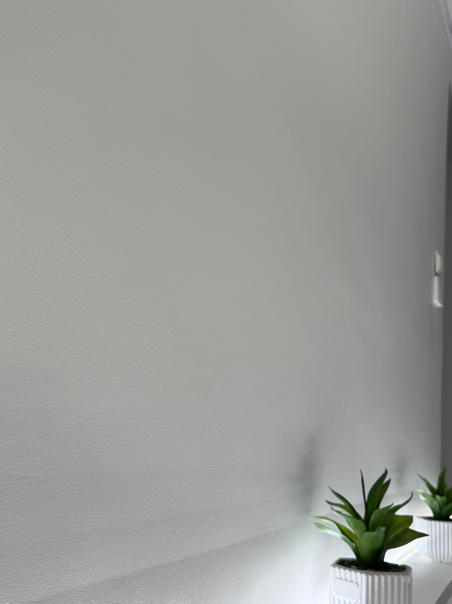Gładka, szara ściana z delikatną fakturą, oświetlona z góry, z dwoma małymi roślinami doniczkowymi w białych, żłobkowanych doniczkach na półce w prawym dolnym rogu.