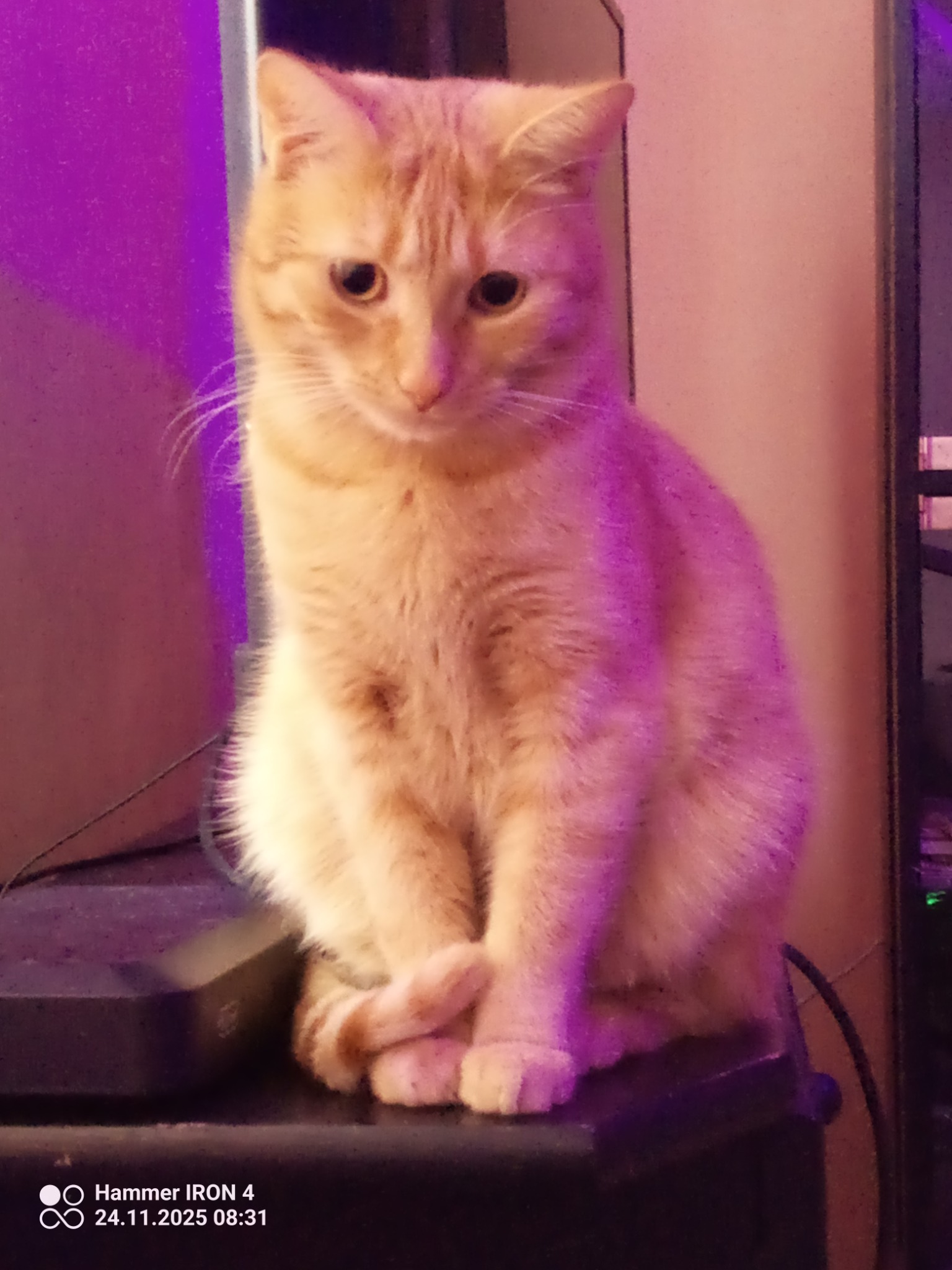 Ginger cat sitting with paws crossed, illuminated by purple light, creating a cozy and slightly surreal atmosphere.