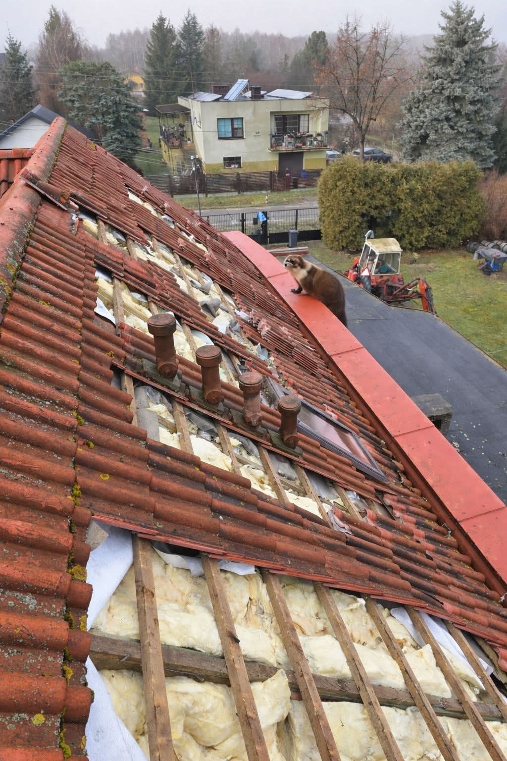 Ocieplenie dachu z widoczną izolacją i częściowo zdjętą dachówką. Na dachu kuna. W tle dom i traktor.