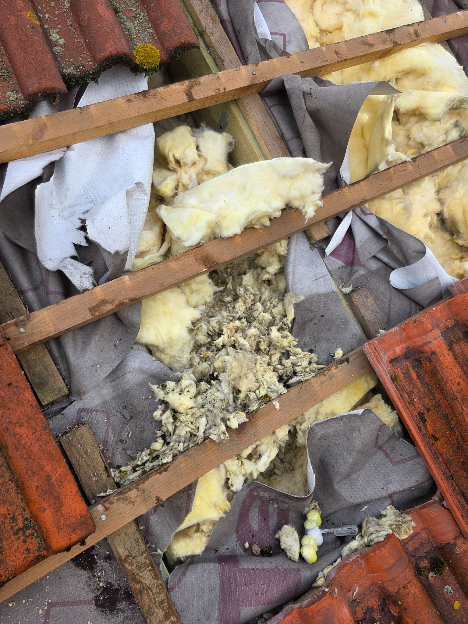 Uszkodzona izolacja poddasza z widocznymi fragmentami wełny mineralnej, membraną i elementami drewnianej konstrukcji dachu pokrytego czerwoną dachówką z mchem.