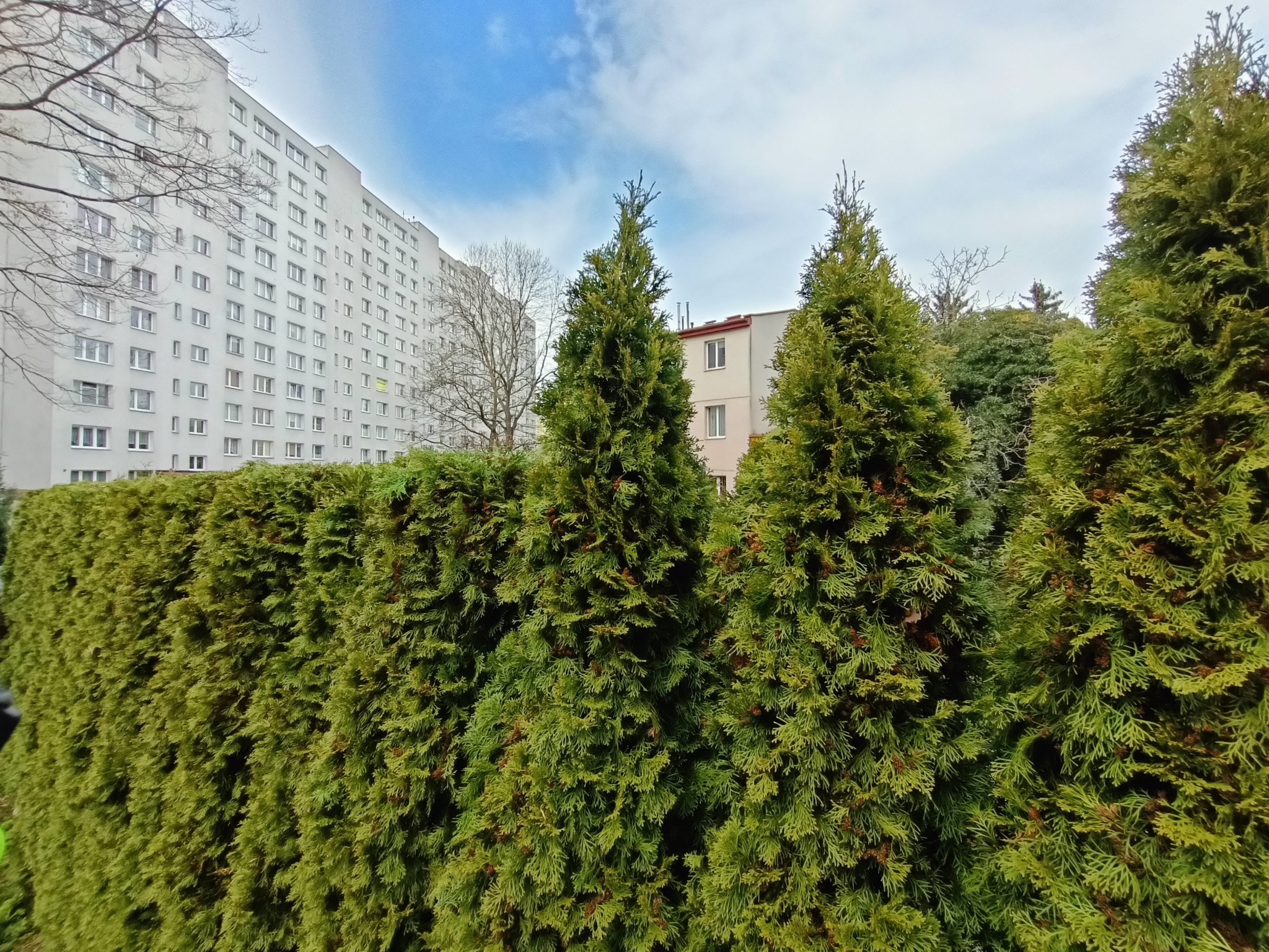 Gęsty żywopłot z tuj na tle bloku mieszkalnego i błękitnego nieba. Widoczne pojedyncze drzewa i krzewy. Ujęcie z dołu, podkreślające wysokość roślin.