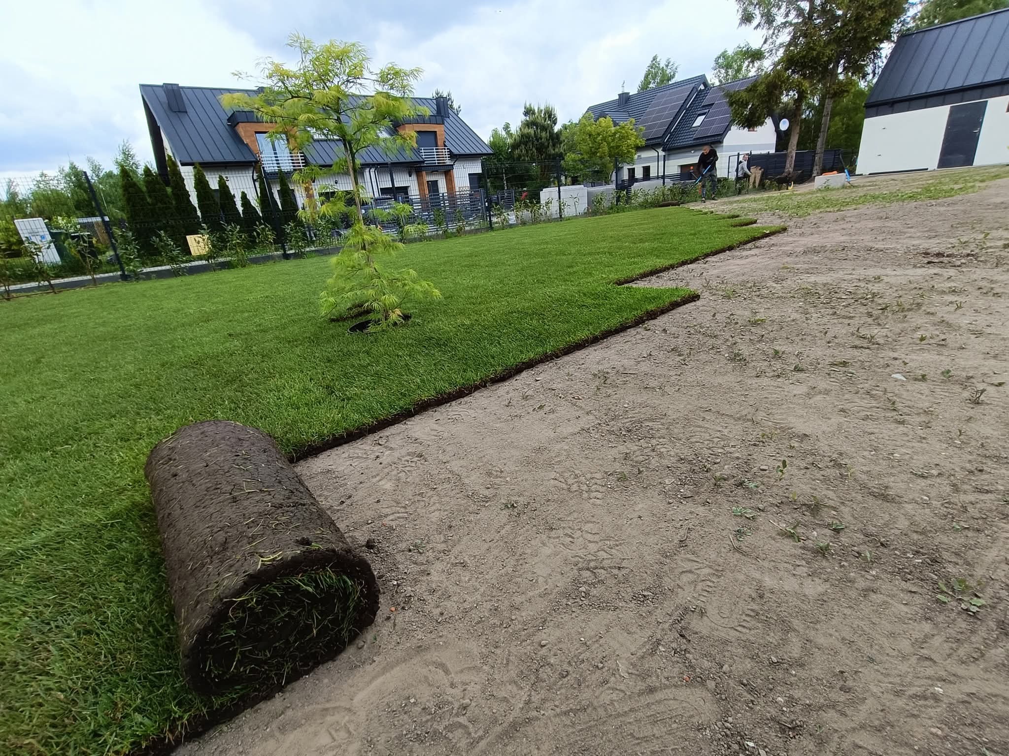 Układanie trawy z rolki w ogrodzie. Widoczny fragment ułożonej trawy, zwinięta rolka oraz przygotowany teren. W tle domy jednorodzinne i pracownik.
