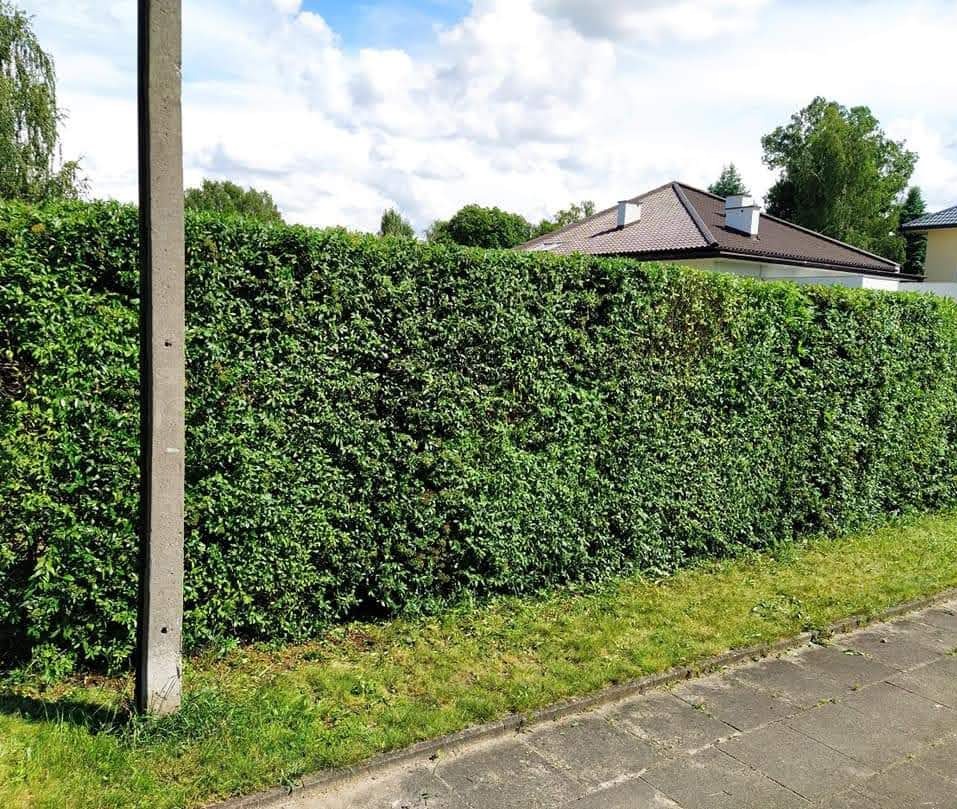 Równy, zielony żywopłot z drobnymi liśćmi, oddzielający posesję od chodnika. W tle widoczny dom z brązowym dachem i fragment nieba z chmurami.