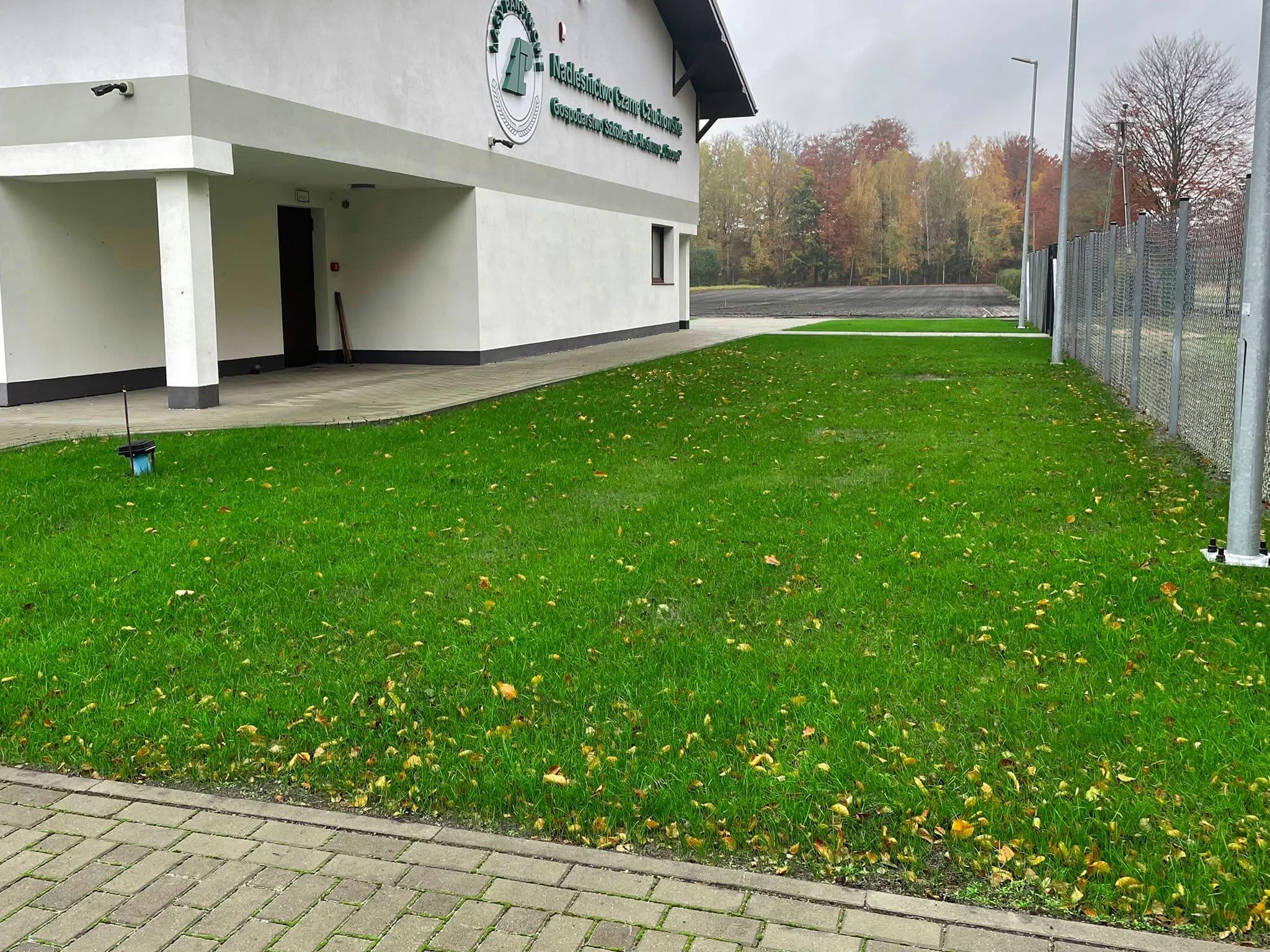 Świeżo skoszony trawnik z opadłymi liśćmi przed budynkiem Nadleśnictwa Czarne Człuchowskie, widok z poziomu chodnika, w tle drzewa i ogrodzenie.