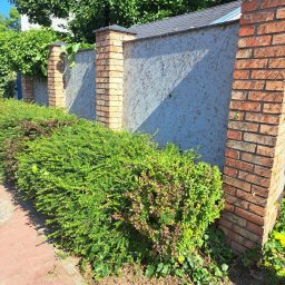 B&B Garden Usługi Ogrodnicze Hubert Rozynek - Krzew ozdobny przy murze z ceglanymi słupkami, widok z poziomu chodnika. Krzew częściowo przycięty, z widocznymi młodymi pędami. Tło stanowi szary mur i zieleń drzew.