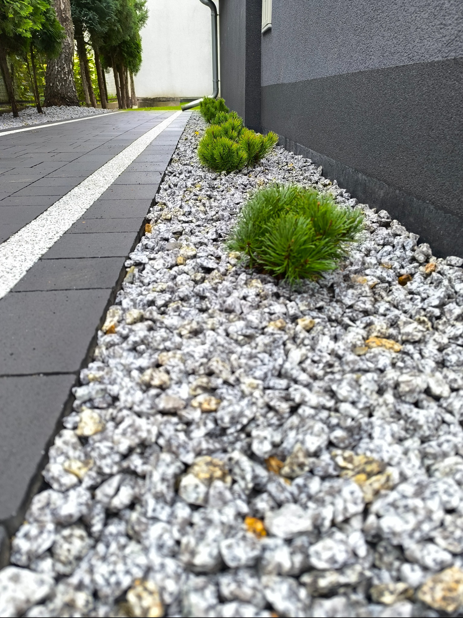 Ścieżka z kostki brukowej obok ściany budynku, wysypana ozdobnym kamieniem i obsadzona karłowatymi iglakami w Wolsztynie.