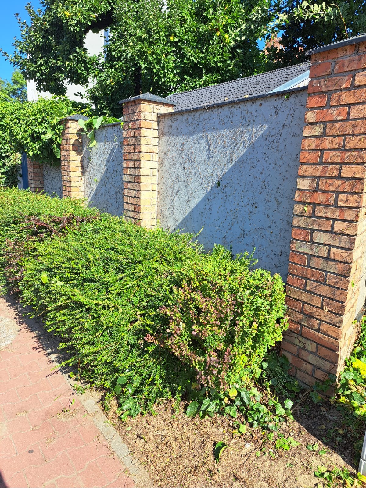 Krzew ozdobny przy murze z ceglanymi słupkami, widok z poziomu chodnika. Krzew częściowo przycięty, z widocznymi młodymi pędami. Tło stanowi szary mur i zieleń drzew.