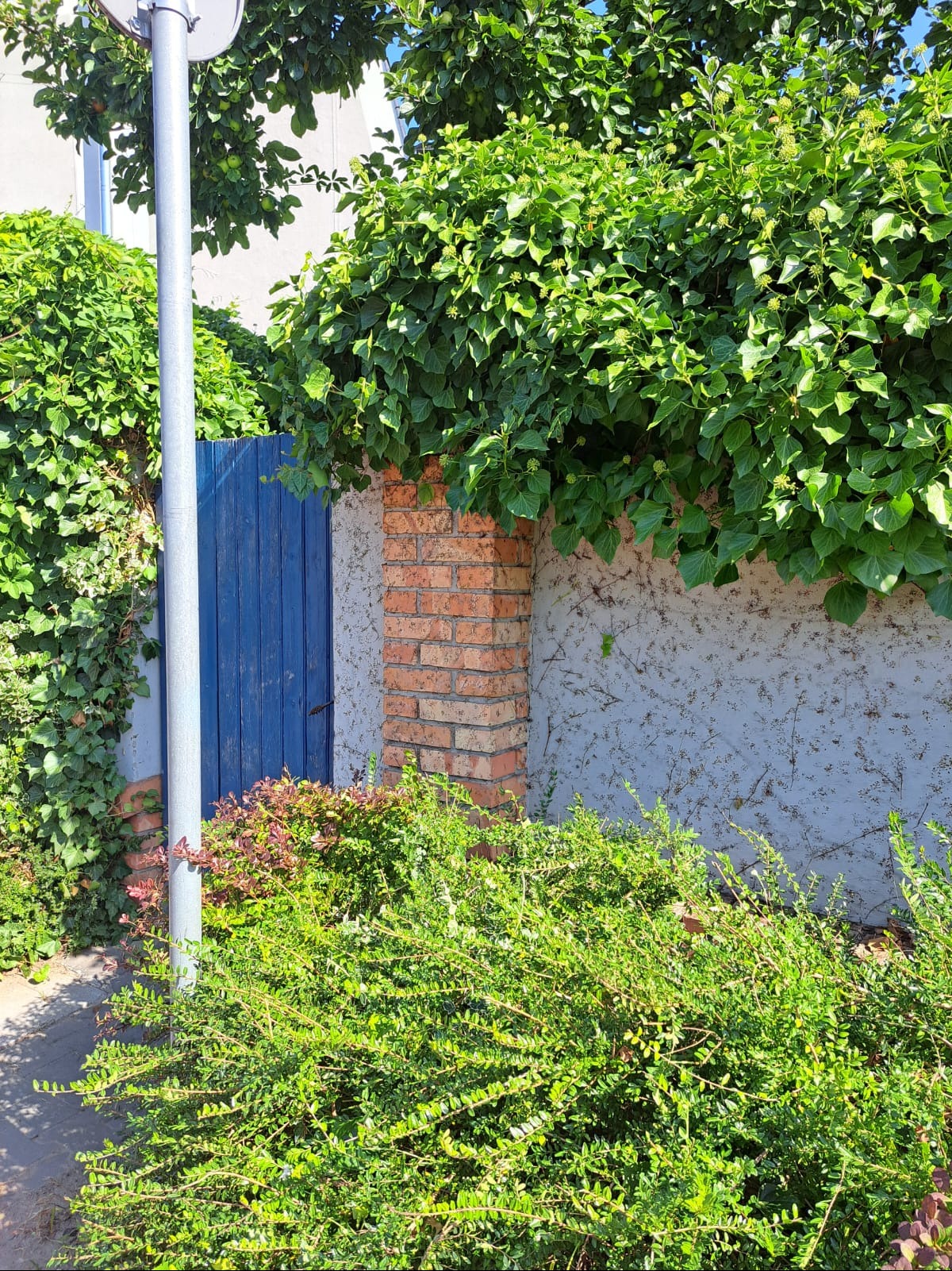 Niebieskie drzwi w murze obrośniętym bluszczem, z ceglanym filarem i bujną zielenią na pierwszym planie. Elementy architektury ogrodowej.