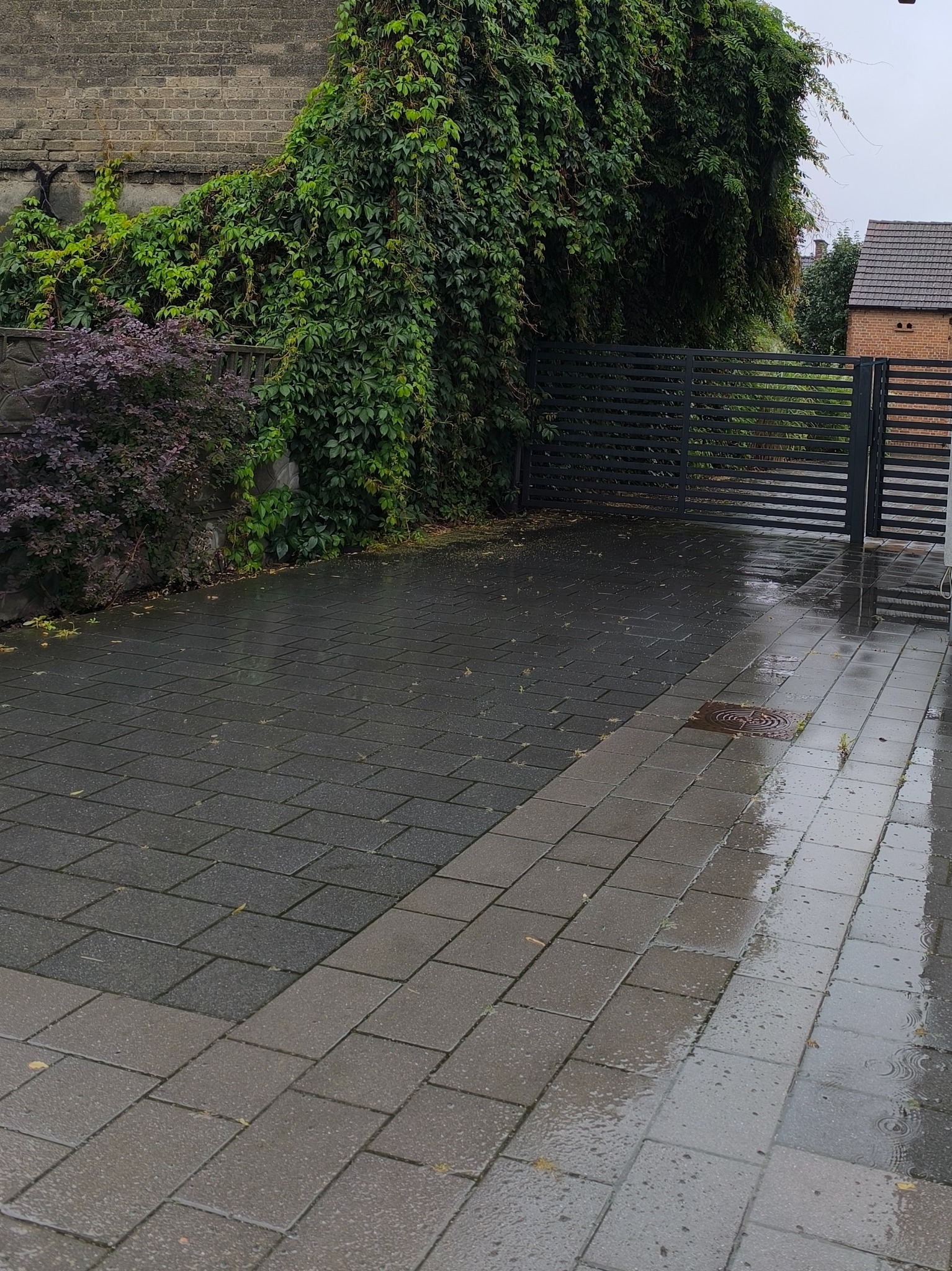 Deszczowy dzień na posesji: szara kostka brukowa, metalowa brama, ściana porośnięta zielenią i purpurowy krzew. Widoczne ślady deszczu na powierzchni.