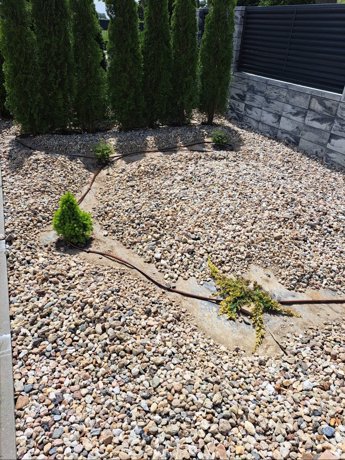 Ogród z nasadzeniami iglaków, wysypany drobnymi kamieniami, z widocznym systemem nawadniania. Nowoczesne ogrodzenie w tle.