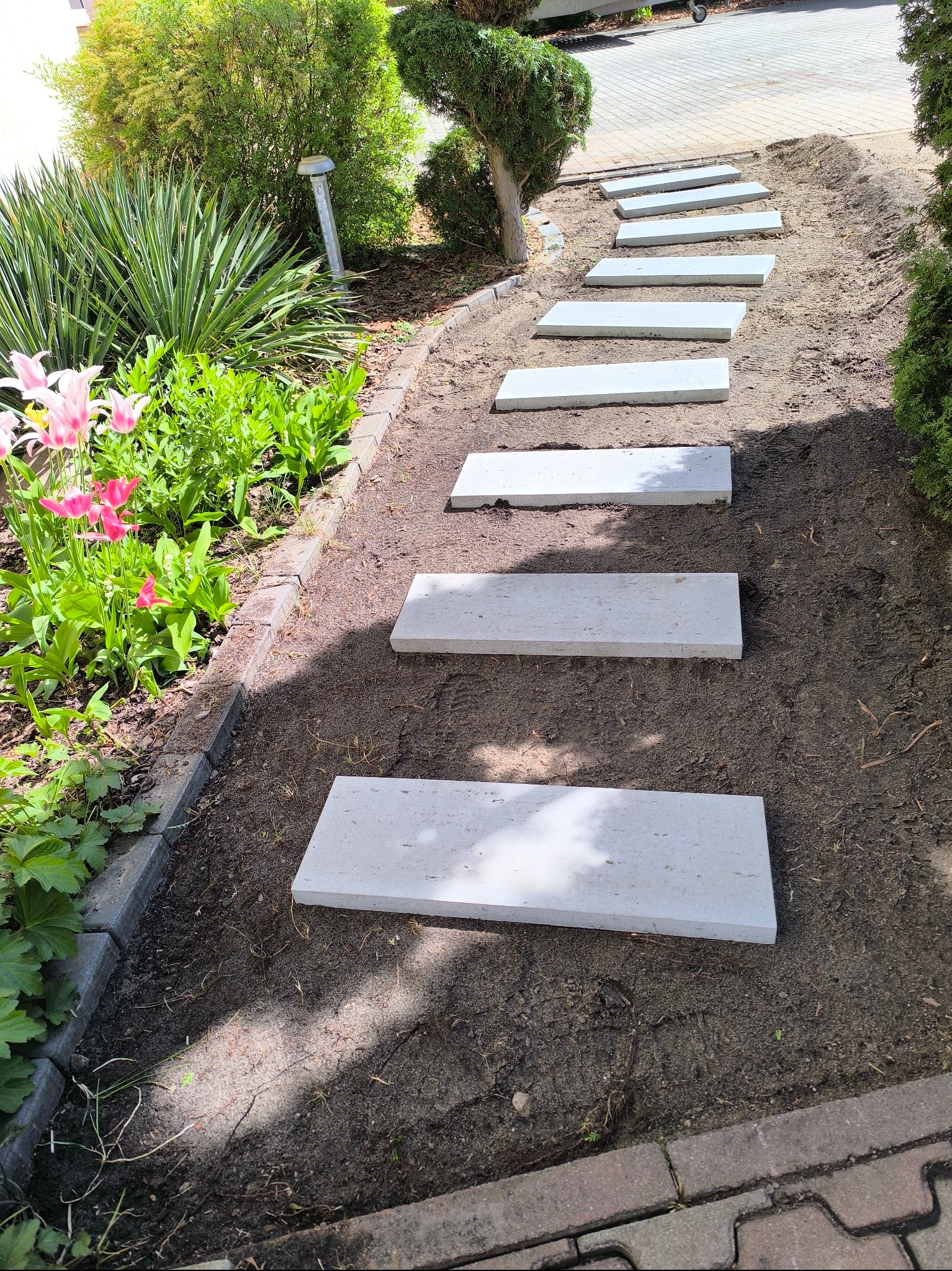 Ścieżka z jasnych płyt w ogrodzie, prowadząca przez rabatę z tulipanami i krzewami, obrzeże z kostki. Widok z góry, w słoneczny dzień.