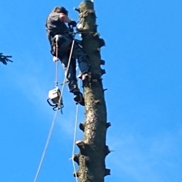 Wycinka drzew metodą linową  przycinka cięcie sanitarne usuwanie zagrożeń korygowanie korony usuwanie posuszu i wiele innych prac przy drzewie masz kłopot zadzwoń a rozwiążemy problem 