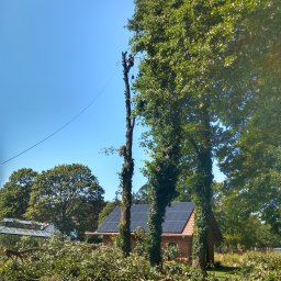 Wycinka drzew Złocieniec 3