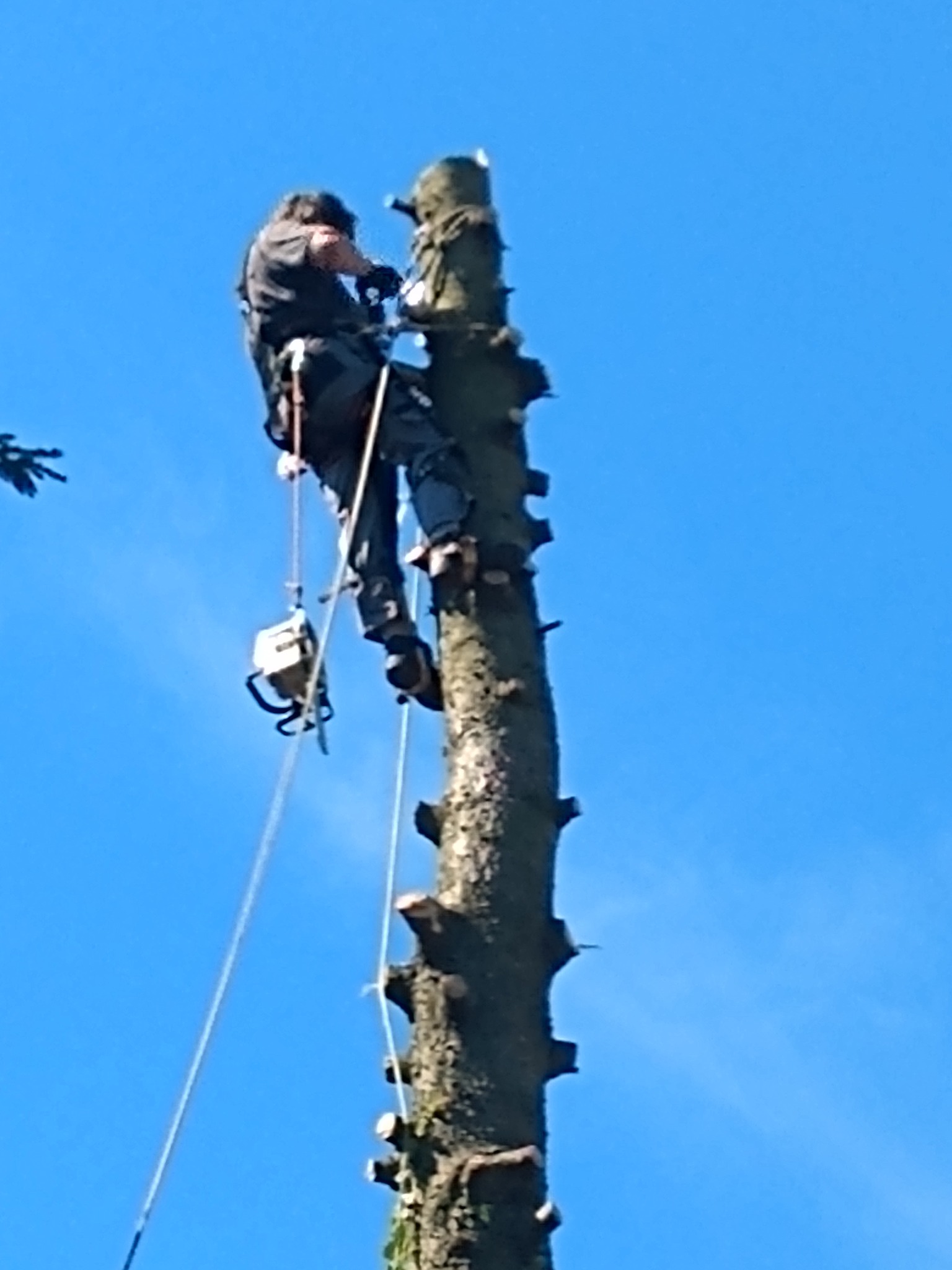 Arborysta w uprzęży, w trakcie wycinki drzewa metodą linową. Widoczne narzędzia i fragmenty odciętych gałęzi na pniu. Błękitne niebo w tle.