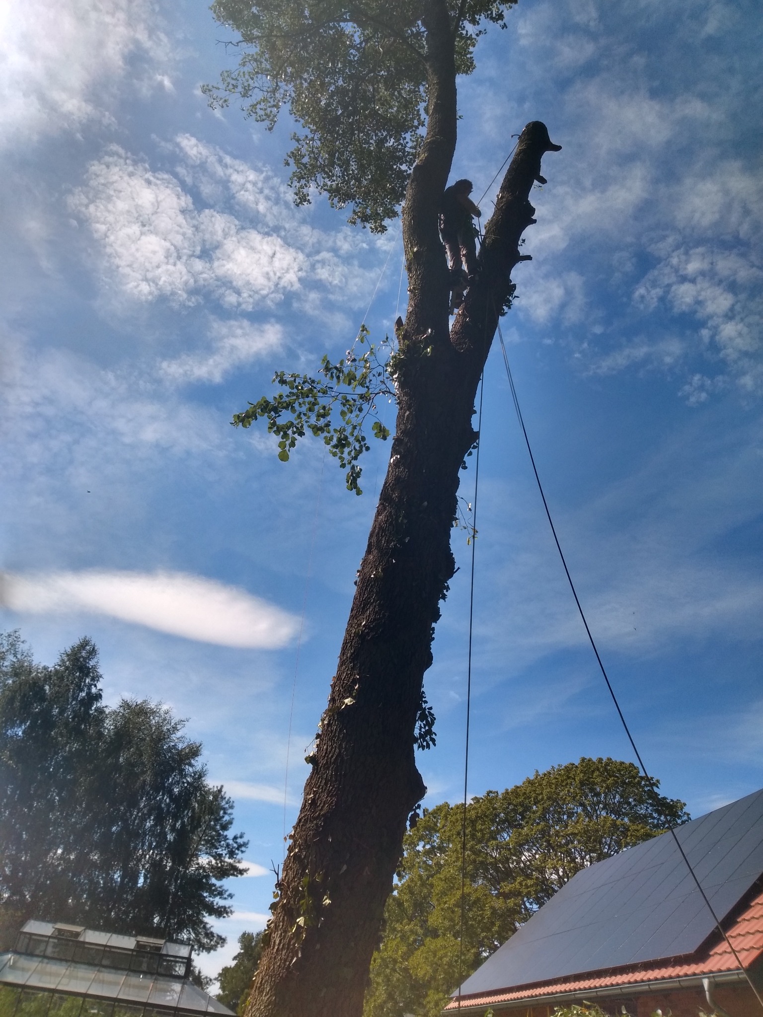 Arborysta w uprzęży, w trakcie pracy na wysokim drzewie z linami, na tle błękitnego nieba z chmurami. Widoczne panele słoneczne na dachu budynku.