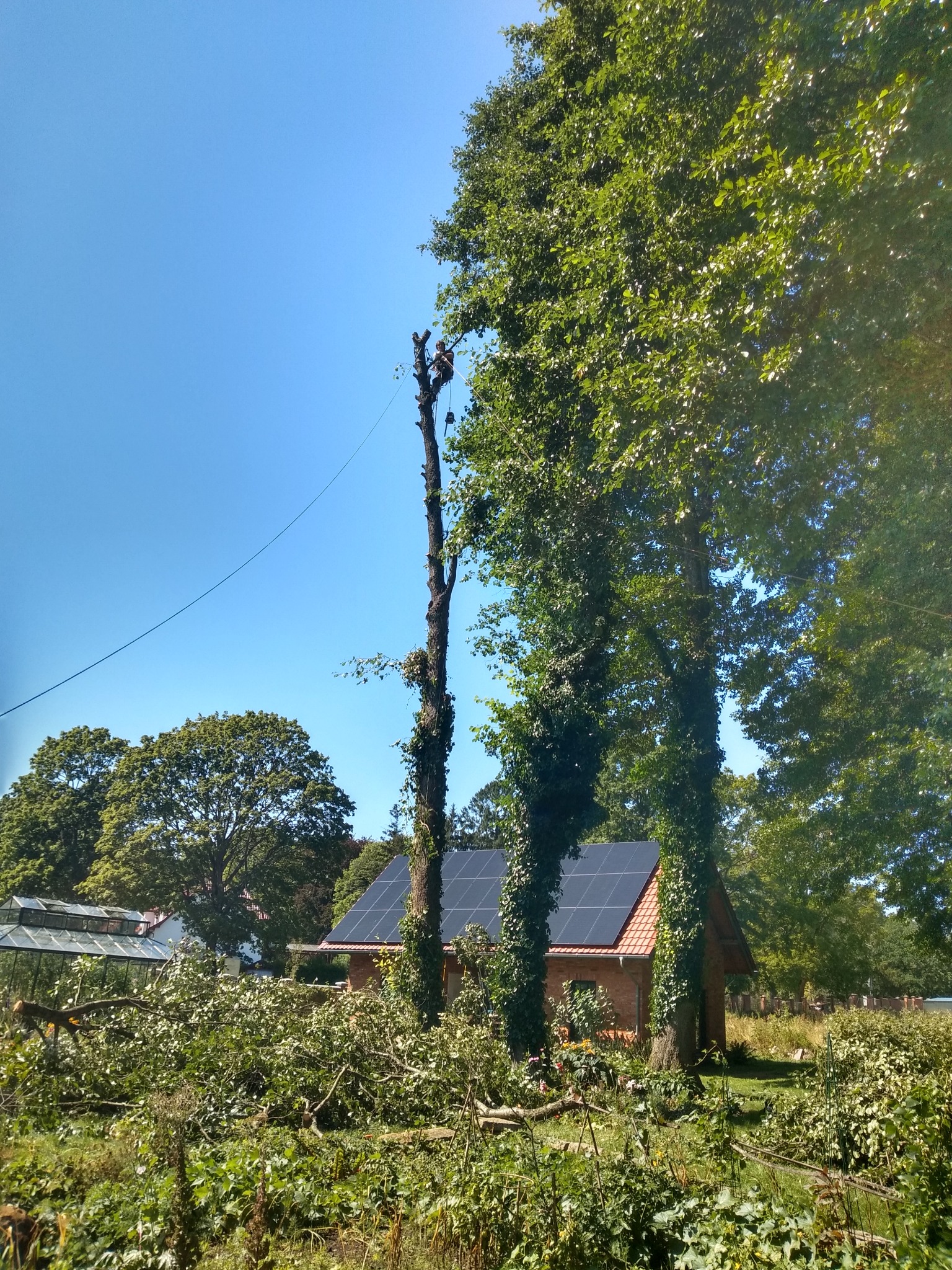 Arborysta w koronie drzewa podczas wycinki gałęzi, z ziemi widoczne ścięte konary. W tle dom z panelami słonecznymi i szklarnia.