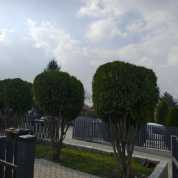 Wycinka drzew Nowa Ruda 1
