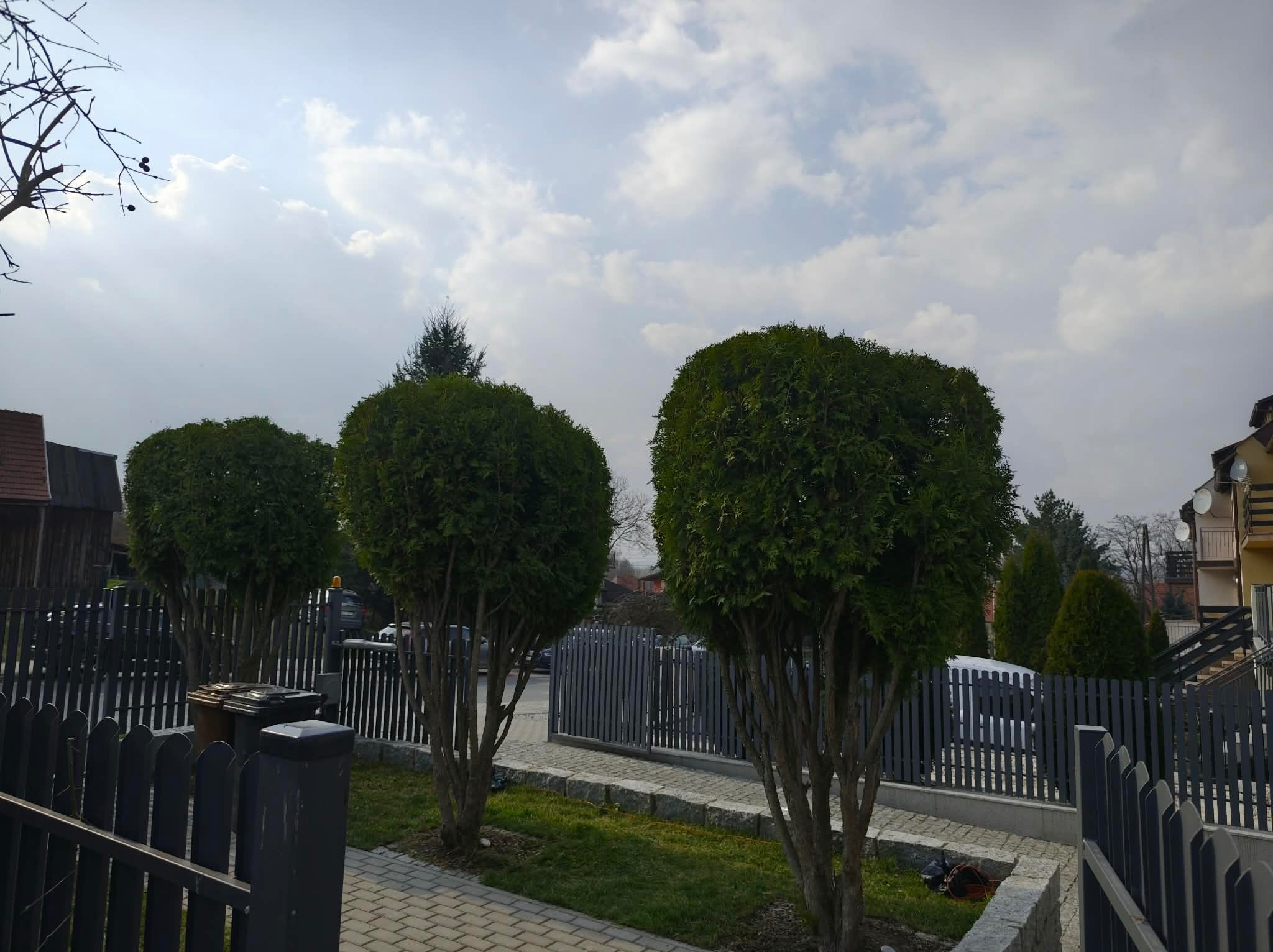 Rząd trzech kulistych tuj przy posesji z szarym ogrodzeniem i kostką brukową. Tło: budynki mieszkalne i błękitne niebo z chmurami. Słoneczny dzień.