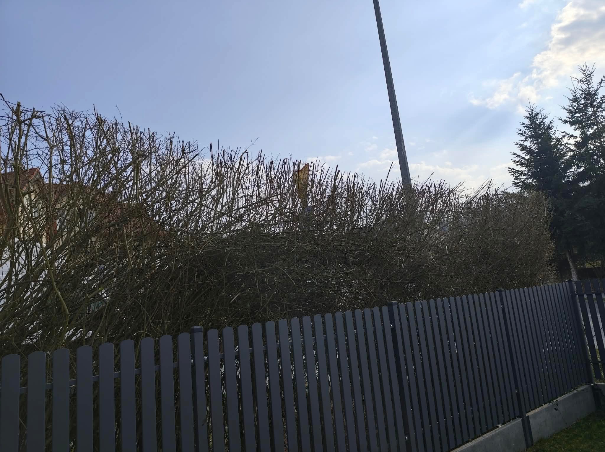 Przycięty żywopłot z widocznymi gałęziami za szarym, drewnianym ogrodzeniem w słoneczny dzień. W tle budynek i drzewa iglaste.