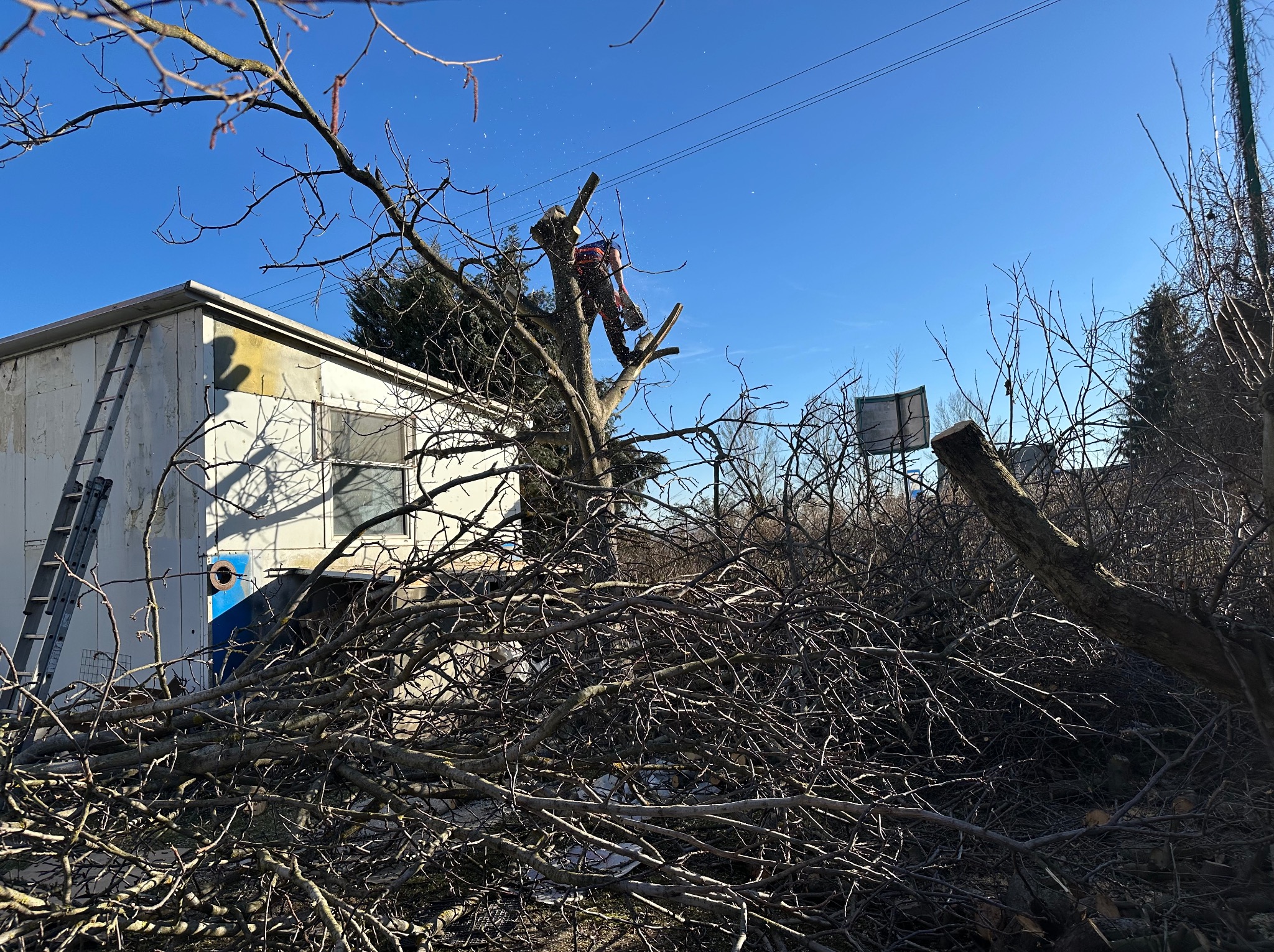Arborysta w trakcie wycinki drzewa, zabezpieczony uprzężą, z użyciem piły łańcuchowej. W tle przyczepa i sterta gałęzi.