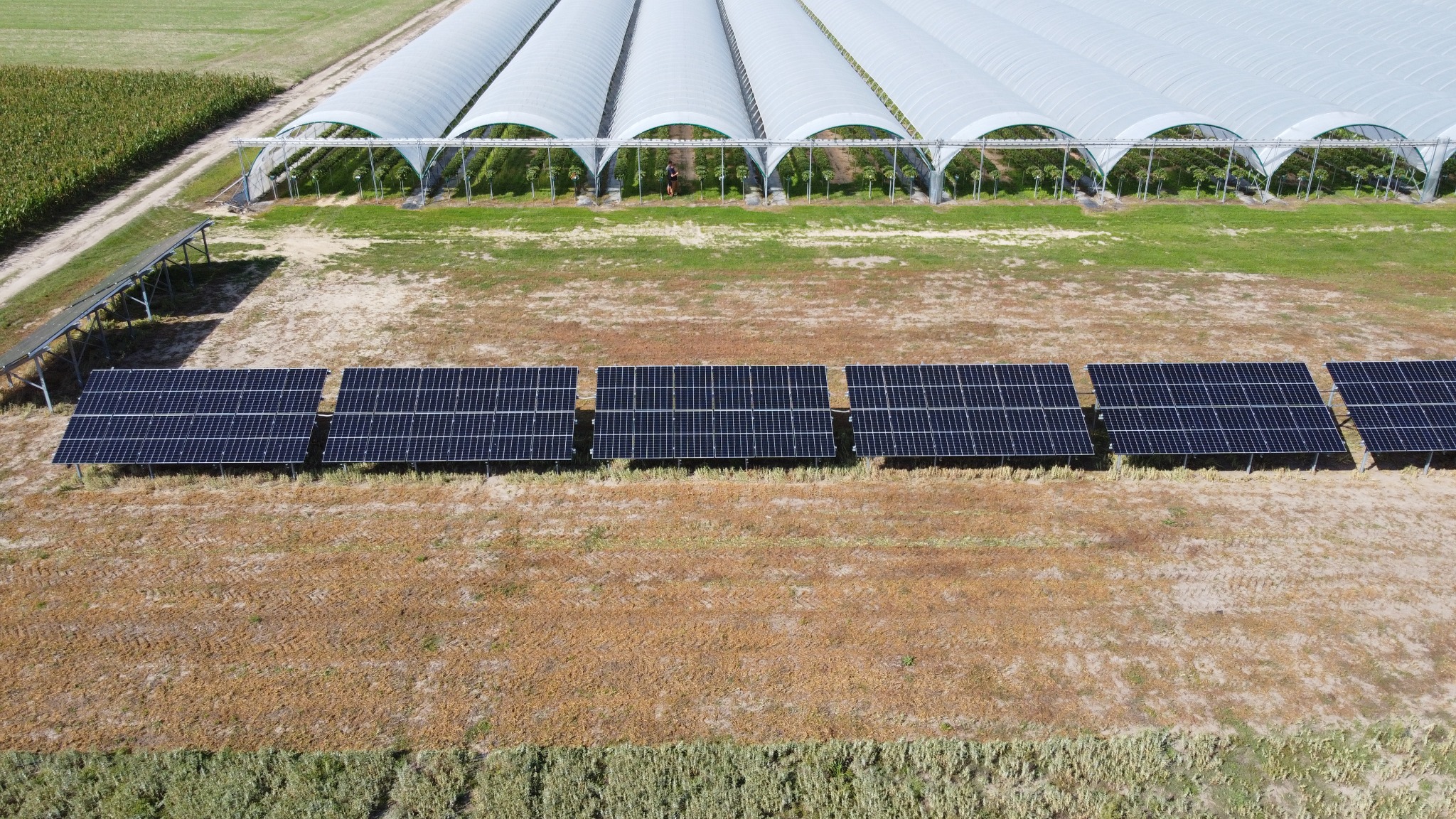 Widok z góry na rząd paneli fotowoltaicznych na polu, z tunelem foliowym w tle. Ujęcie z drona, podkreślające skalę instalacji i jej integrację z otoczeniem rolniczym.