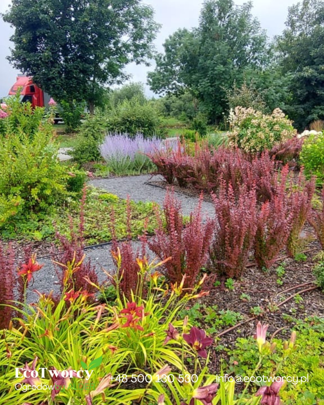 Urokliwy ogród z ścieżką żwirową, rabatami z berberysów i liliowców, z akcentem fioletowych kwiatów. W tle widoczny fragment czerwonego pojazdu.