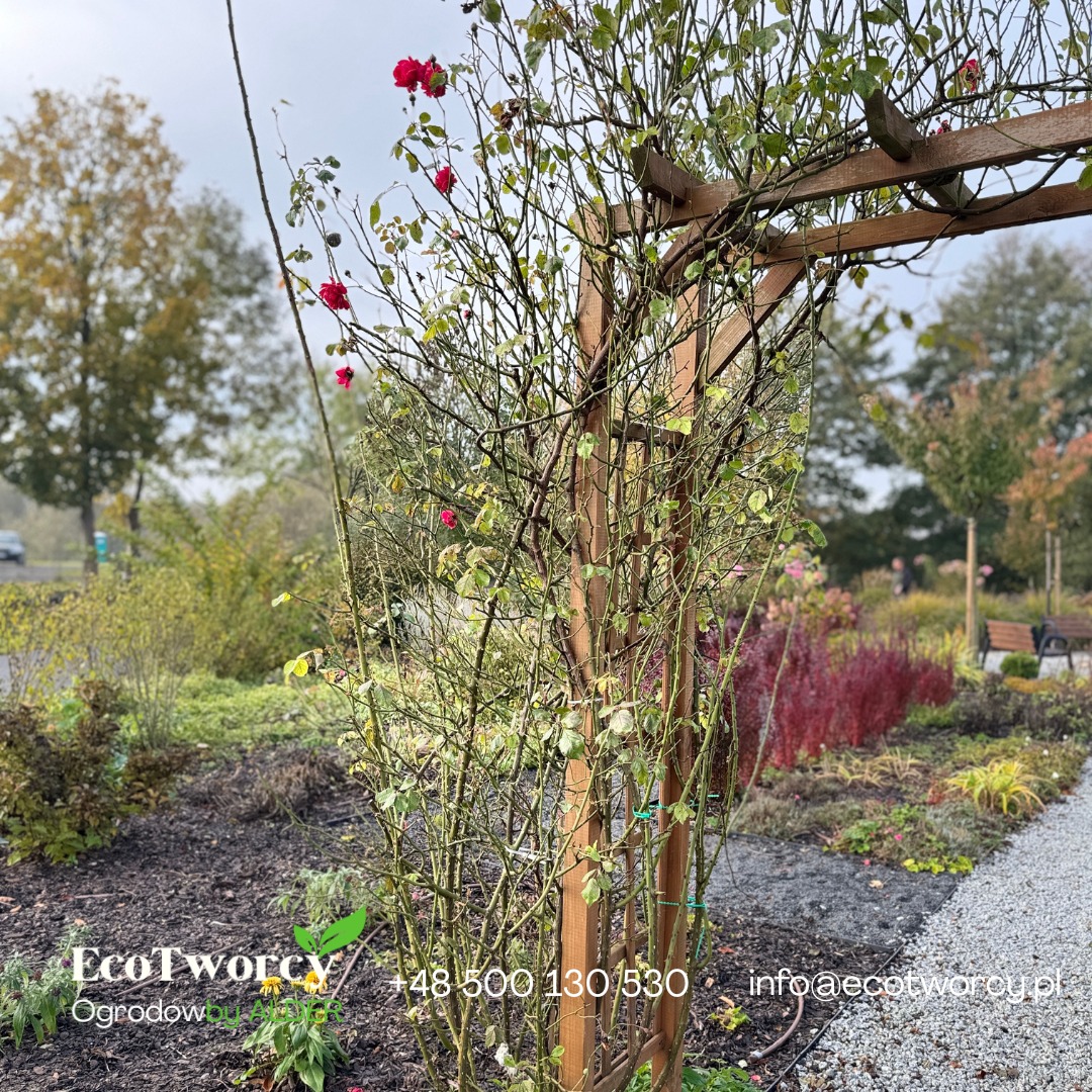 Pergola z różami pnącymi w jesiennym ogrodzie. Widoczne rabaty z roślinami ozdobnymi i ścieżka z kamienia. W tle drzewa i ławki parkowe.