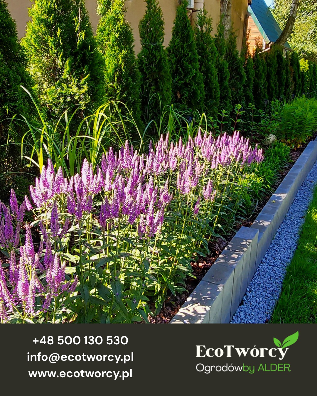 Kwitnąca rabata z lawendowymi kwiatami, obrzeże z szarej kostki, rząd tuj i trawy ozdobne w tle. Starannie zaprojektowany i wykonany ogród.