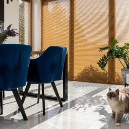 Duo s.c - Elegancka jadalnia z aksamitnymi krzesłami w odcieniach granatu, drewnianym stołem i żaluzjami w ciepłym odcieniu brązu. Kot rasy Ragdoll w promieniach słońca.