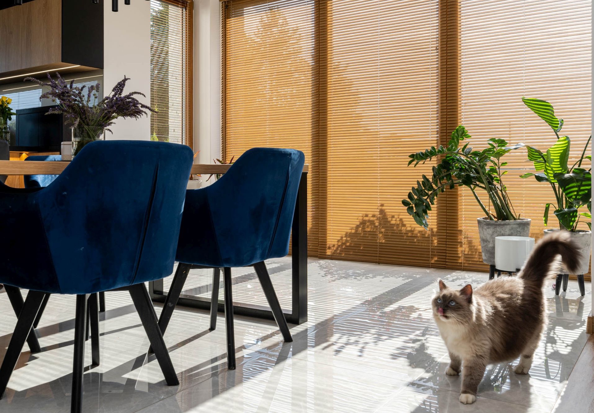 Elegancka jadalnia z aksamitnymi krzesłami w odcieniach granatu, drewnianym stołem i żaluzjami w ciepłym odcieniu brązu. Kot rasy Ragdoll w promieniach słońca.