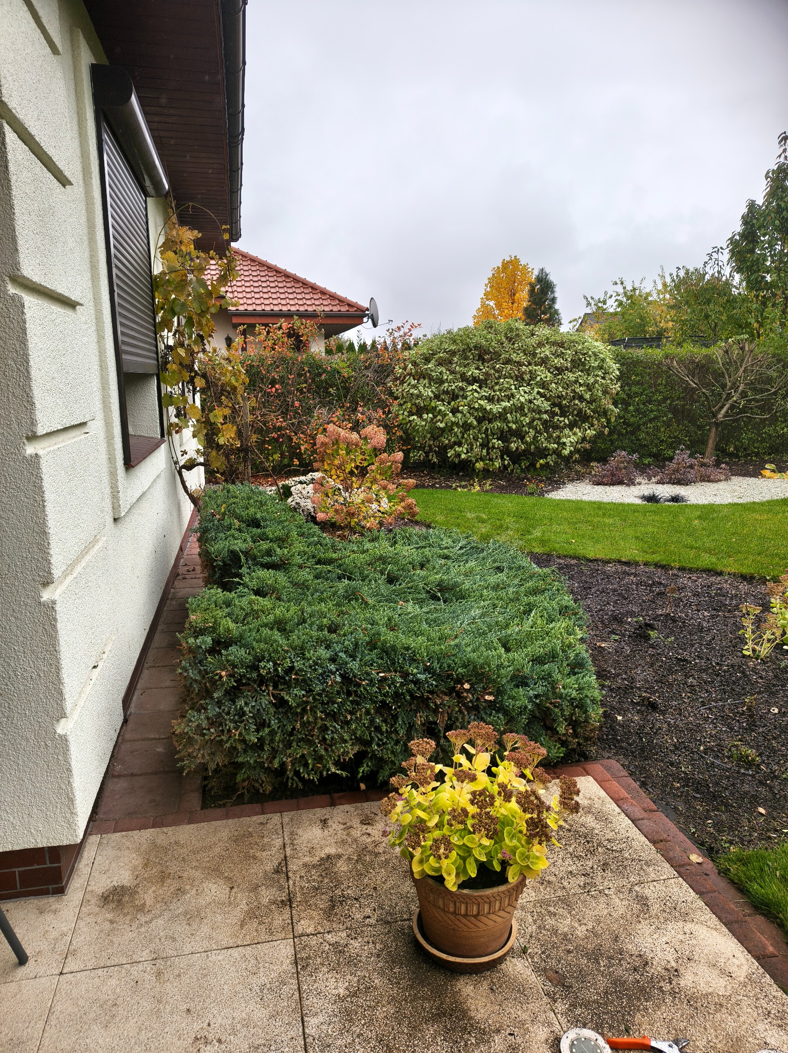 Jesienny ogród przydomowy z niskimi krzewami, rabatami z korą i trawnikiem. Na pierwszym planie donica z żółtymi kwiatami i sekator.