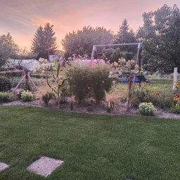 Marika Sokołowska - Ogród w letnim zmierzchu: zielony trawnik z kamiennymi płytami, rabaty kwiatowe z różowymi kosmosami i rudbekiami, drzewa owocowe, huśtawka w tle, ciepłe światło zachodzącego słońca.