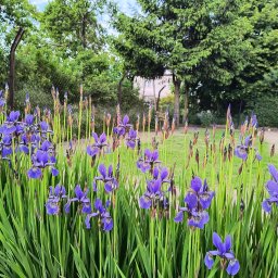 Marika Sokołowska - Kępa kwitnących na fioletowo irysów syberyjskich na tle zieleni ogrodu, z widocznym fragmentem siatki ogrodzeniowej i drzewami w tle. Delikatne światło podkreśla detale kwiatów.