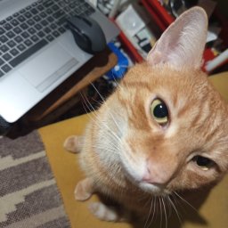 Rudek był u mnie przez prawie 2 tygodnie.